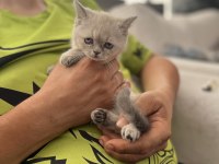 Satılık yavrularımız son 2 adet dişi kalmıştır