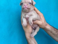 PİNK VE SİYAH DİŞİ ERKEK PUG YAVRULARIMIZ