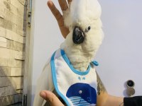 PAMUKK GİBİ GERÇEK BEBEK YAVRU KAKADU