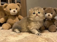 British Longhair Erkek Kedimiz