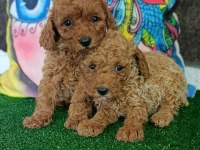 Toy poodle yavrularımız