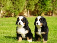 EŞSİZ BİR BERNESE İÇİN BİZİ ARAMADAN KARAR VERMEYN