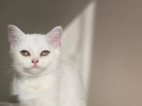 SLİVER YAVRU KEDİMİZ