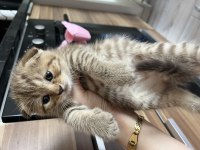 SAFKAN BRİTİSH SHORTHAİR YAVRULAR