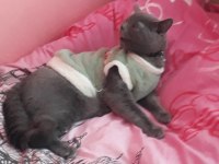8 aylık british shorthair kedim