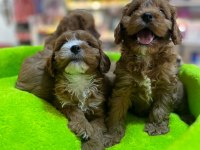 ORJİNAL HİPOALERJENİK TEACUP MALTİPOO