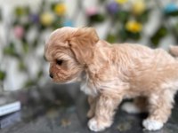 KÖPEĞİMİZ MİLKA MIZI SAHİPLENECEK BİR AİLE ARIYORUZ