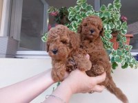 Toy Poodle Minik Yavrular