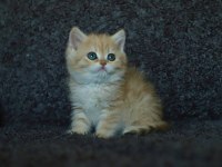 Anne Baba Şecereli Safkan Golden British Shorthair
