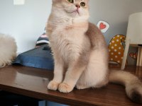 Blue golden dişi 5 Aylık british shorthair
