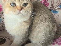 Golden british shorthair yavrular