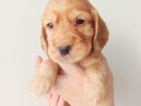 American Cocker Yavruları Tüm İlere Gönderim