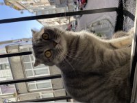 Scottish fold oğlumuza yuva arıyoruz