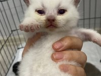 Tabby ve british shorthair yavrular