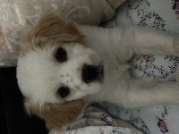 Bal gibi bir cavalier king charles evlat