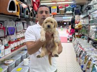 Orijinal golden retriever yavruları