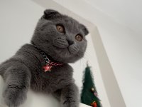 Scottish fold 4 aylık