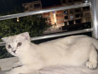 Acil Sahiplendirme Scottish Fold Batman Merkez