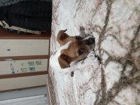 Acil sahiplendirilecek jack russell