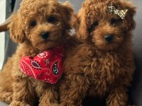 Toy Poodle Bebekler Ruhsatlı Çiftlikten