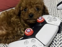 Aşılı Teacup Toy Poodle Bebeklerim