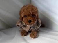 Kalite kg garantili poodle