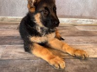Alman çoban köpeği yavrularımız