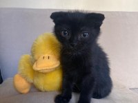 Scottish fold ve british shorthair yavruları