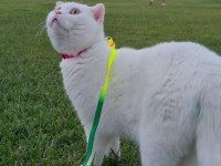 Kısırlaştırılmış erkek scottish fold