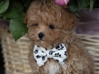 MİCRO BOY AŞILI MALTİPOO (GERCEK GÖRSEL)