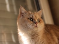 Full üretim secereli kızımız Venüs british shorthair
