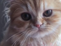 BRİTİSH LONGHAİR SARl
