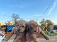 3 kg garantili maltipoo bebekler