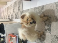 Chow Chow (Çin Aslanı)