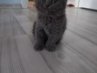 0 kulak top kafa scottish fold