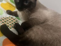 KEDİM KAYIP OLDU...