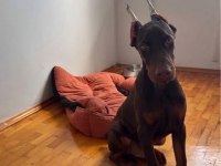 Full Estetikli King Doberman