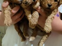 A KALİTE POODLE YAVRULAR