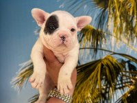 FRANSIZ BULLDOG KÖPEKLER HAZIRDIR