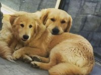 Golden retriever Çift olarak sahiplendirme
