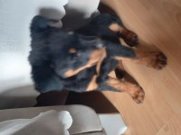 saf kan rottweiler