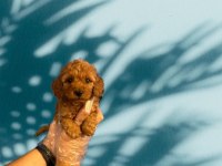 TÜY DÖKMEYEN MÜKEMMEL TOY POODLE YAVRULAR