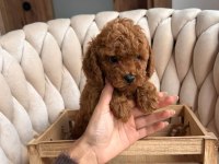Toypoodle Veteriner Kontrollü Yavrularımız