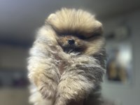Pomeranian Boo bebeklerim