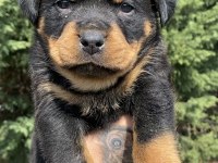 Koca kafa rottweiler yavrular son 1 dişi 1 erkek