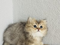 55 Günlük Yavru British Longhair