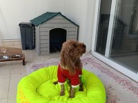 4 yaşında dişi poodle