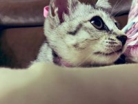 British shorthair kızıma yuva arıyorum