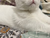 KAR BEYAZI ANKARA KEDİSİ
