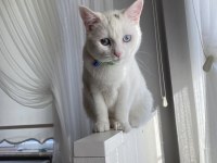 Van kedisi erkek